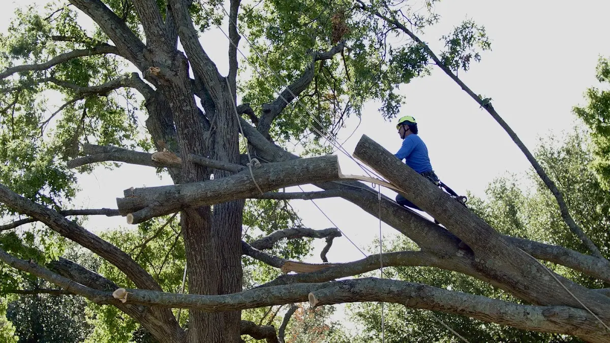 Professional Crown Thinning performed by certified arborists in Lyman